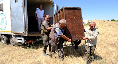 Kazankaya Kanyonu'na dağ keçileri turist çekecek!