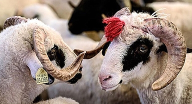 Bayram tatili uzatılacak mı?... Bakan Ersoy'dan açıklama!